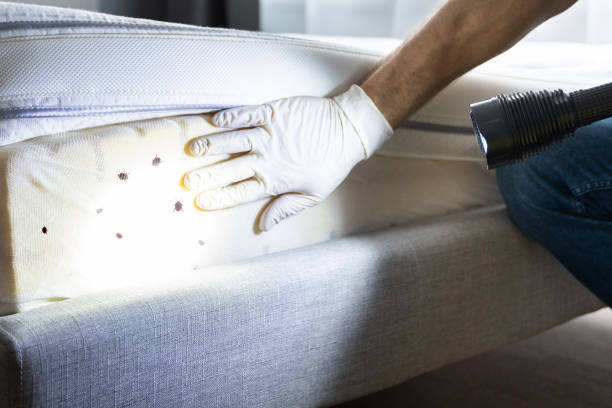 Best Cockroach Control Services  in New Hampton, IA